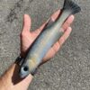 Monster Burno Real Smoke Baitfish Silver Black Glitter - immagine 2