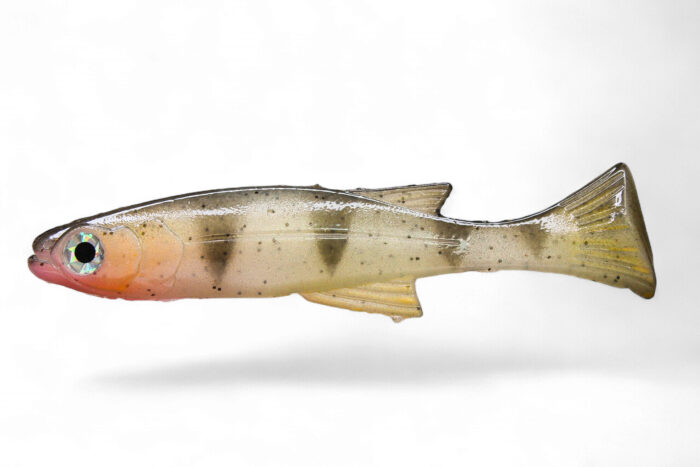 Lil Burno Real Italian Perch