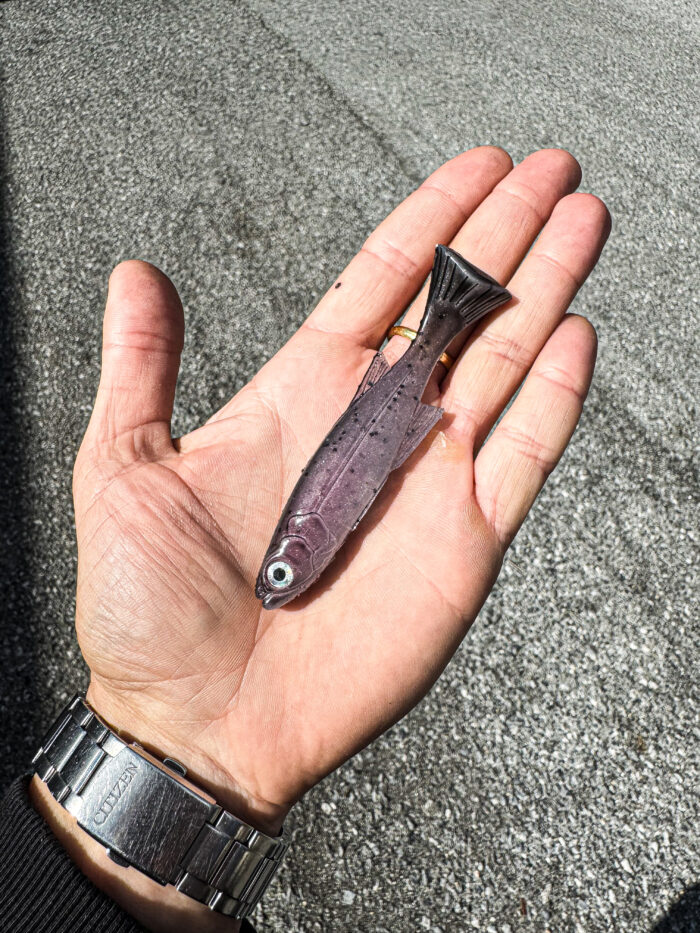 Lil Burno Real Dark Trout - immagine 2